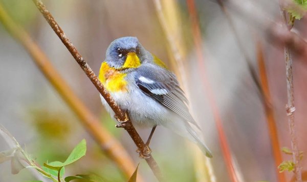 Quels sont les meilleurs spots pour observer les oiseaux migrateurs en Hongrie?
